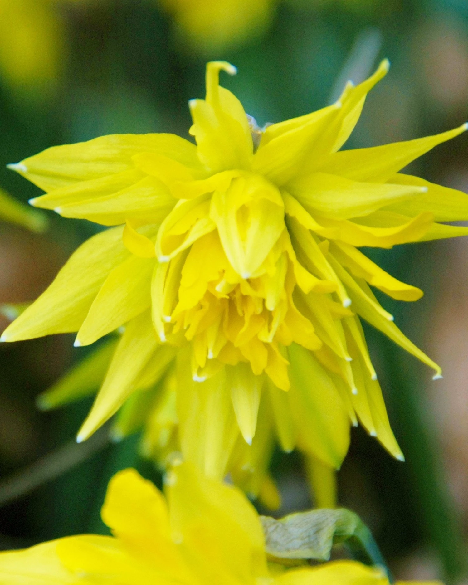 Narcissus 'Rip Van Winkle' 3 Narcissus 'Rip Van Winkle'