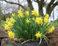 Narcissus 'Rip Van Winkle' 11 Narcissus 'Rip Van Winkle' -Beauty Flowers Shop narcissus rip van winkle 1 e35af4b3 efac 401e b5bd 42baa34081d8