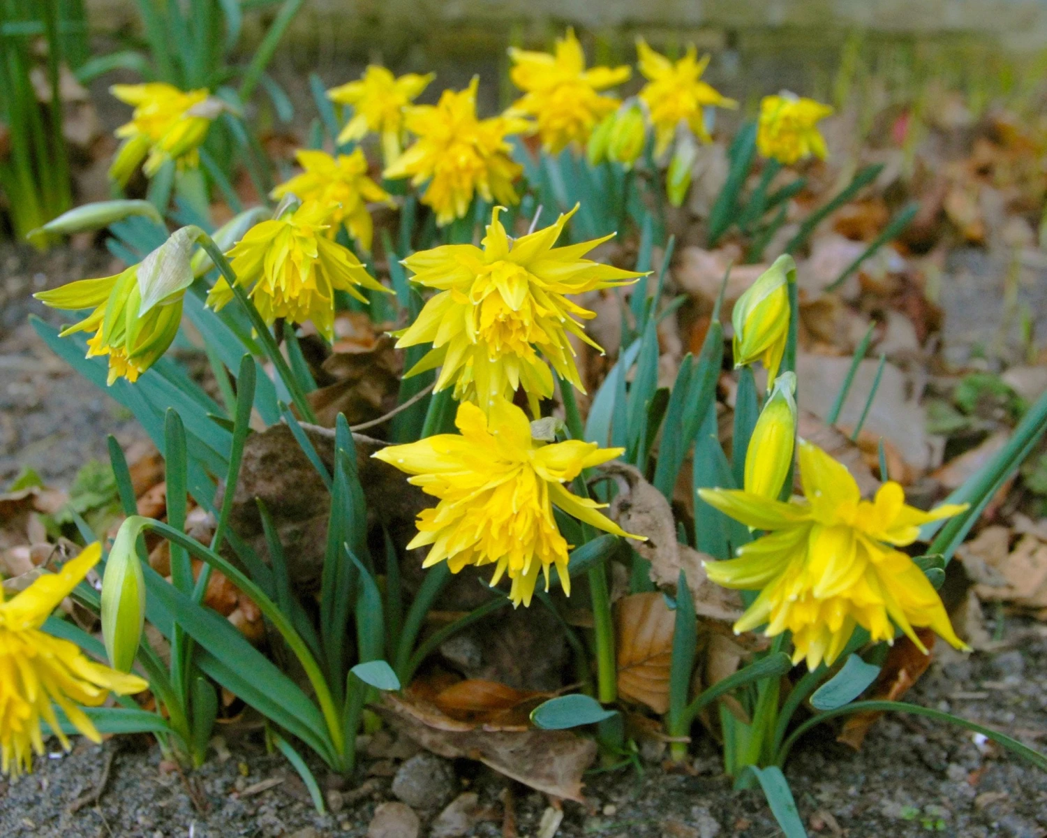 Narcissus 'Rip Van Winkle' 5 Narcissus 'Rip Van Winkle' - Image 3