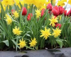 Narcissus 'Rip Van Winkle' 13 Narcissus 'Rip Van Winkle' -Beauty Flowers Shop narcissus rip van winkle 2 70ebdbbd 7bb9 44db 9383 dd36de011900