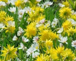 Narcissus 'Rip Van Winkle' 12 Narcissus 'Rip Van Winkle' -Beauty Flowers Shop narcissus rip van winkle 3