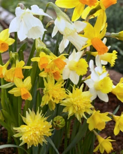 Narcissus 'Rockgarden Mix' 8 Narcissus 'Rockgarden Mix' -Beauty Flowers Shop narcissus rockgarden mix 0