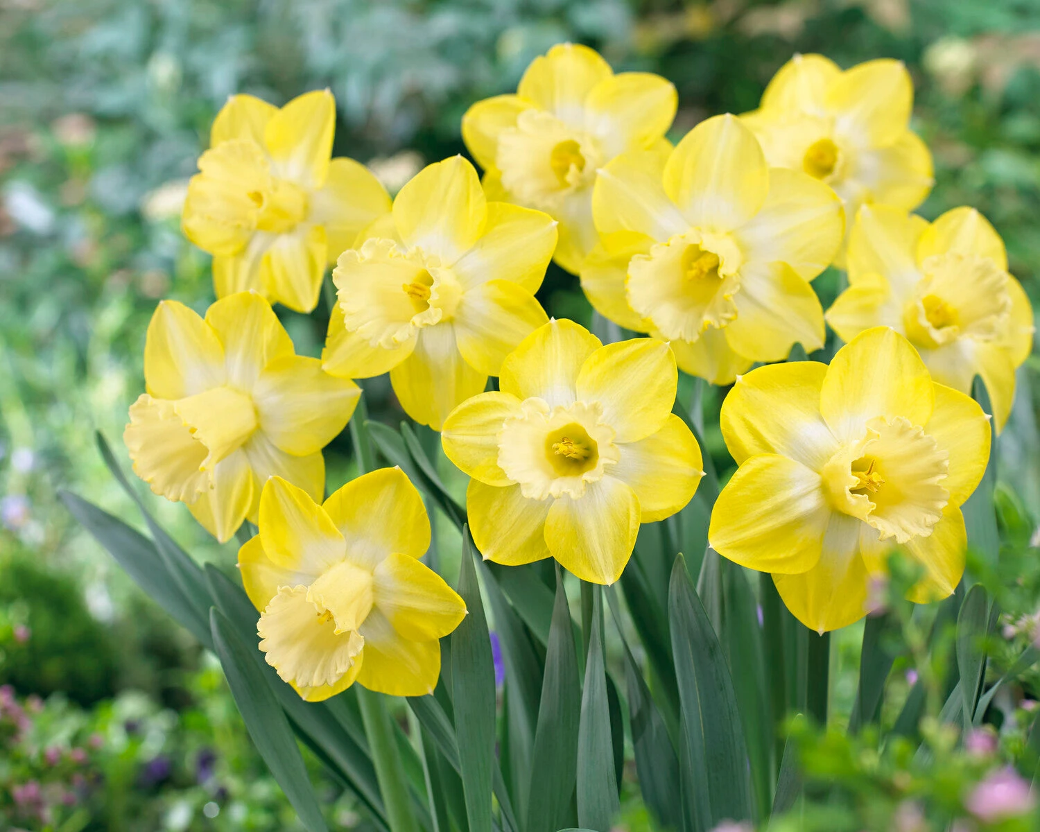 Narcissus 'Sabatini' 4 Narcissus 'Sabatini' - Image 2