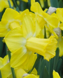 Narcissus 'Sabatini' 13 Narcissus 'Sabatini' -Beauty Flowers Shop narcissus sabatini 1