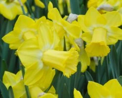 Narcissus 'Sabatini' 10 Narcissus 'Sabatini' -Beauty Flowers Shop narcissus sabatini 2