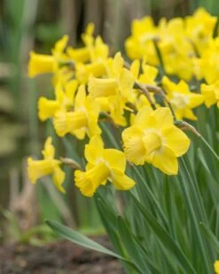 Narcissus 'Sabatini' 12 Narcissus 'Sabatini' -Beauty Flowers Shop narcissus sabatini 3