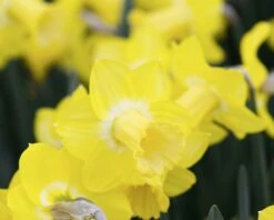 Narcissus 'Sabatini' 11 Narcissus 'Sabatini' -Beauty Flowers Shop narcissus sabatini 4