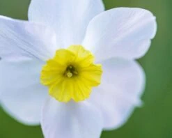Narcissus 'Segovia' 21 Narcissus 'Segovia' -Beauty Flowers Shop narcissus segovia 1