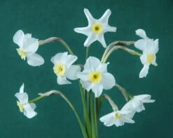 Narcissus 'Segovia' 32 Narcissus 'Segovia' -Beauty Flowers Shop narcissus segovia 11