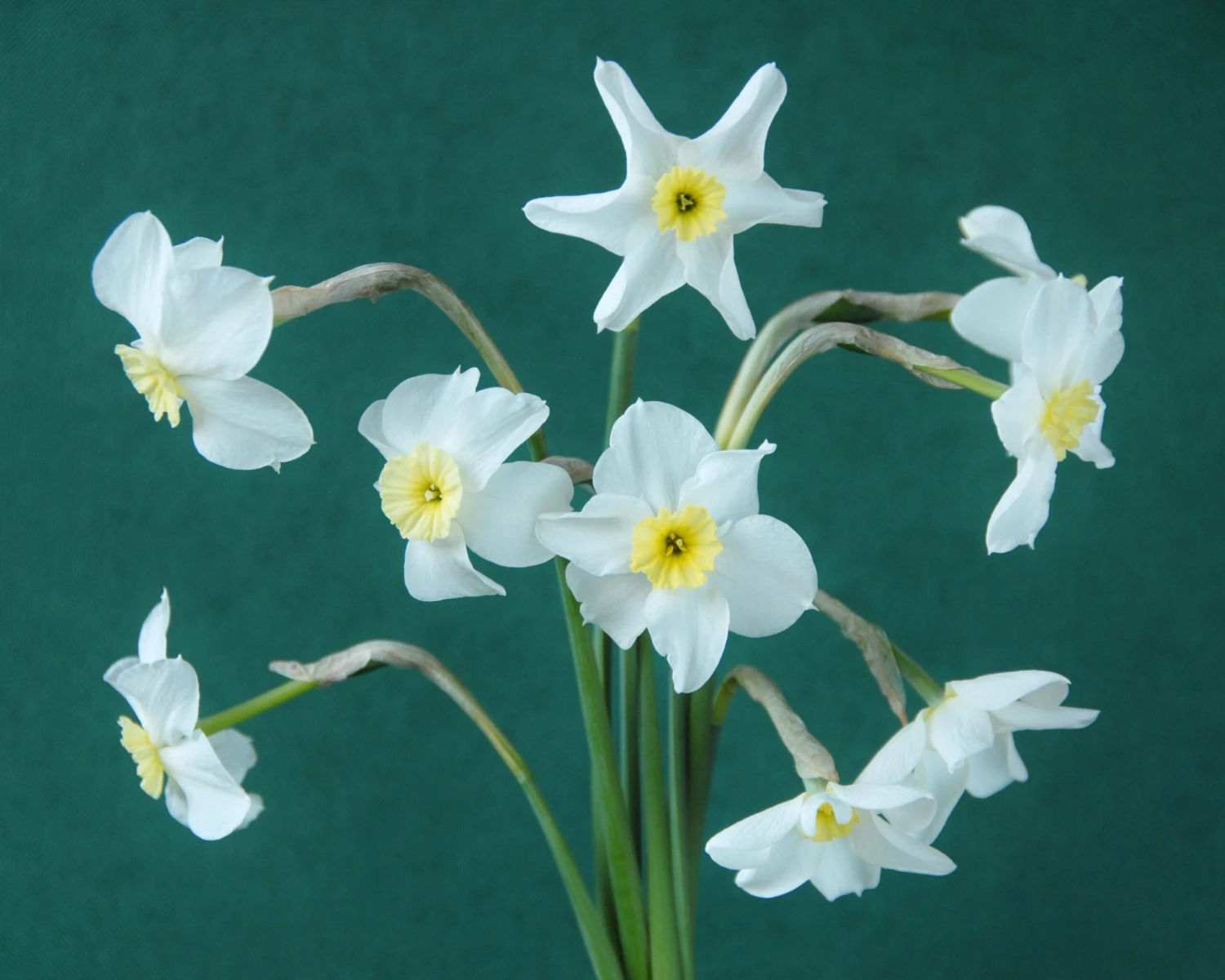 Narcissus 'Segovia' 16 Narcissus 'Segovia' - Image 14