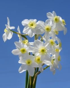 Narcissus 'Segovia' 24 Narcissus 'Segovia' -Beauty Flowers Shop narcissus segovia 13