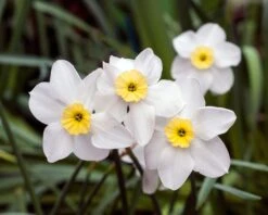Narcissus 'Segovia' 22 Narcissus 'Segovia' -Beauty Flowers Shop narcissus segovia 2