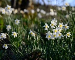 Narcissus 'Segovia' 29 Narcissus 'Segovia' -Beauty Flowers Shop narcissus segovia 3