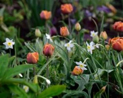 Narcissus 'Segovia' 25 Narcissus 'Segovia' -Beauty Flowers Shop narcissus segovia 5