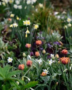 Narcissus 'Segovia' 31 Narcissus 'Segovia' -Beauty Flowers Shop narcissus segovia 6