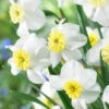 Narcissus 'Segovia' 1 Narcissus 'Segovia' -Beauty Flowers Shop narcissus segovia 7