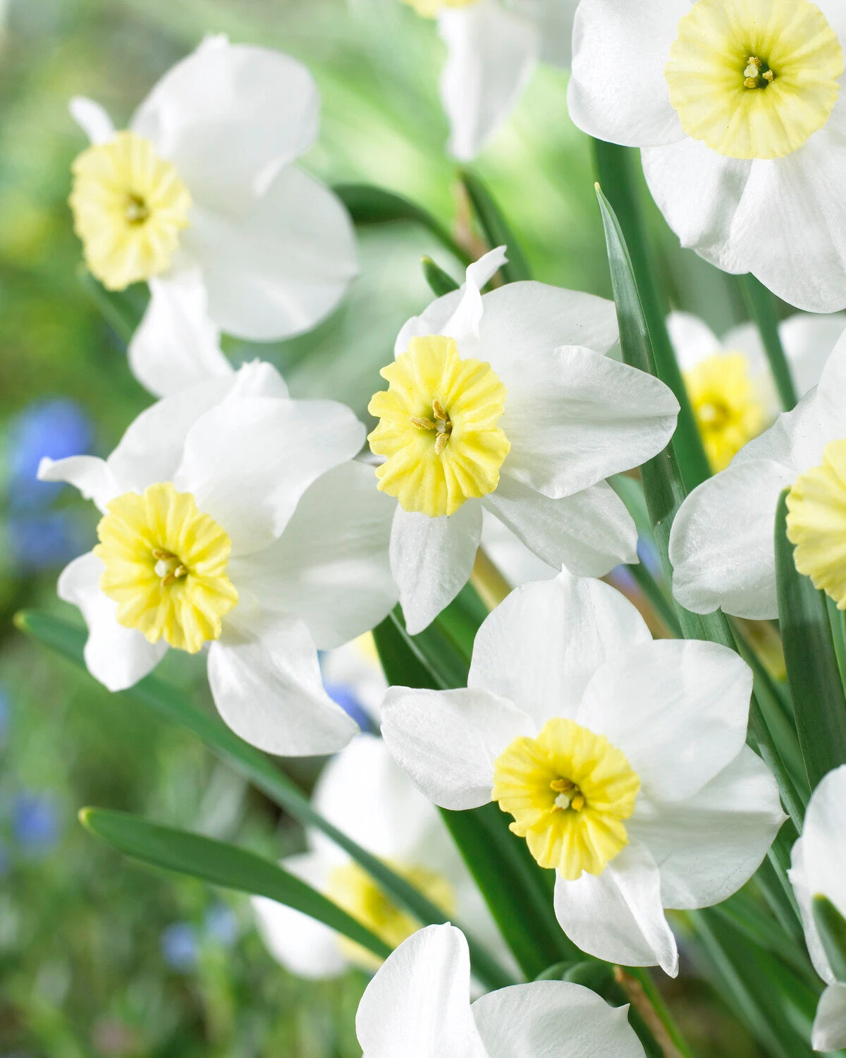 Narcissus 'Segovia' 3 Narcissus 'Segovia'