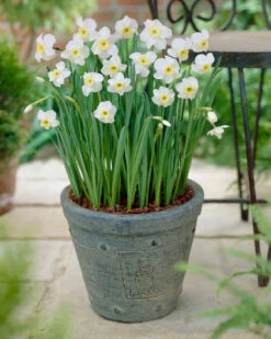 Narcissus 'Segovia' 27 Narcissus 'Segovia' -Beauty Flowers Shop narcissus segovia 8