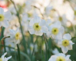 Narcissus 'Segovia' 23 Narcissus 'Segovia' -Beauty Flowers Shop narcissus segovia 9