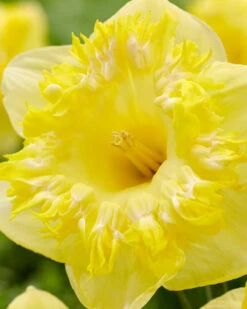 Narcissus 'Snowtip' 9 Narcissus 'Snowtip' -Beauty Flowers Shop narcissus snowtip 0