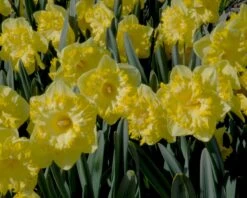 Narcissus 'Snowtip' 10 Narcissus 'Snowtip' -Beauty Flowers Shop narcissus snowtip 1