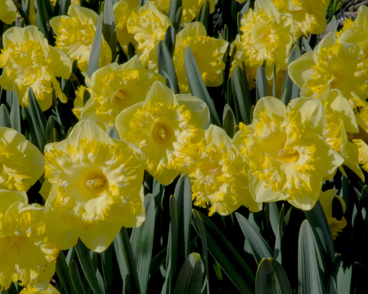 Narcissus 'Snowtip' 6 Narcissus 'Snowtip' - Image 4