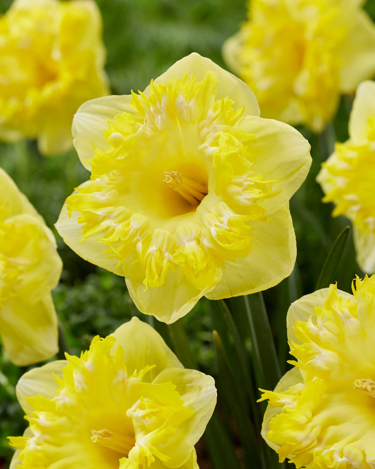 Narcissus 'Snowtip' 3 Narcissus 'Snowtip'