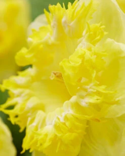 Narcissus 'Snowtip' 11 Narcissus 'Snowtip' -Beauty Flowers Shop narcissus snowtip 4