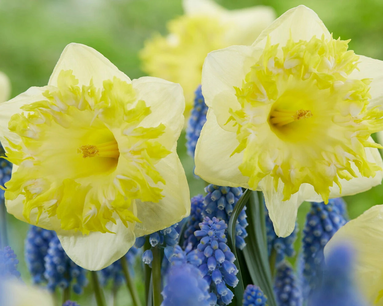 Narcissus 'Snowtip' 4 Narcissus 'Snowtip' - Image 2