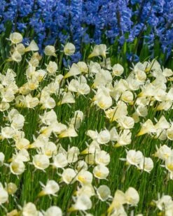 Narcissus 'Spoirot' 11 Narcissus 'Spoirot' -Beauty Flowers Shop narcissus spoirot 2