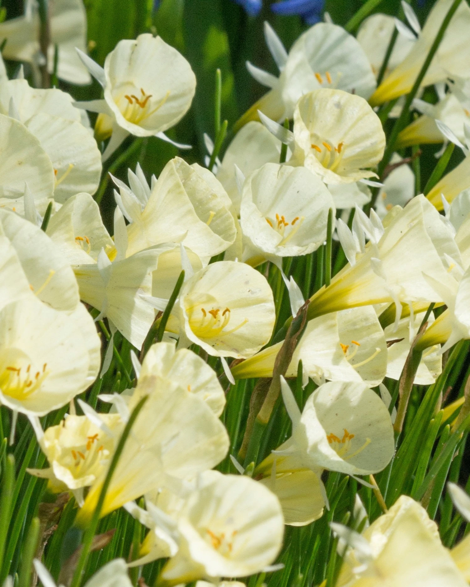 Narcissus 'Spoirot' 3 Narcissus 'Spoirot'