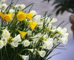 Narcissus 'Spoirot' 10 Narcissus 'Spoirot' -Beauty Flowers Shop narcissus spoirot 7