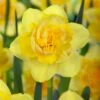 Narcissus 'Spring Paradijs' 1 Narcissus 'Spring Paradijs' -Beauty Flowers Shop narcissus spring paradijs 00