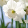Narcissus 'Stainless' 2 Narcissus 'Stainless' -Beauty Flowers Shop narcissus stainless 1