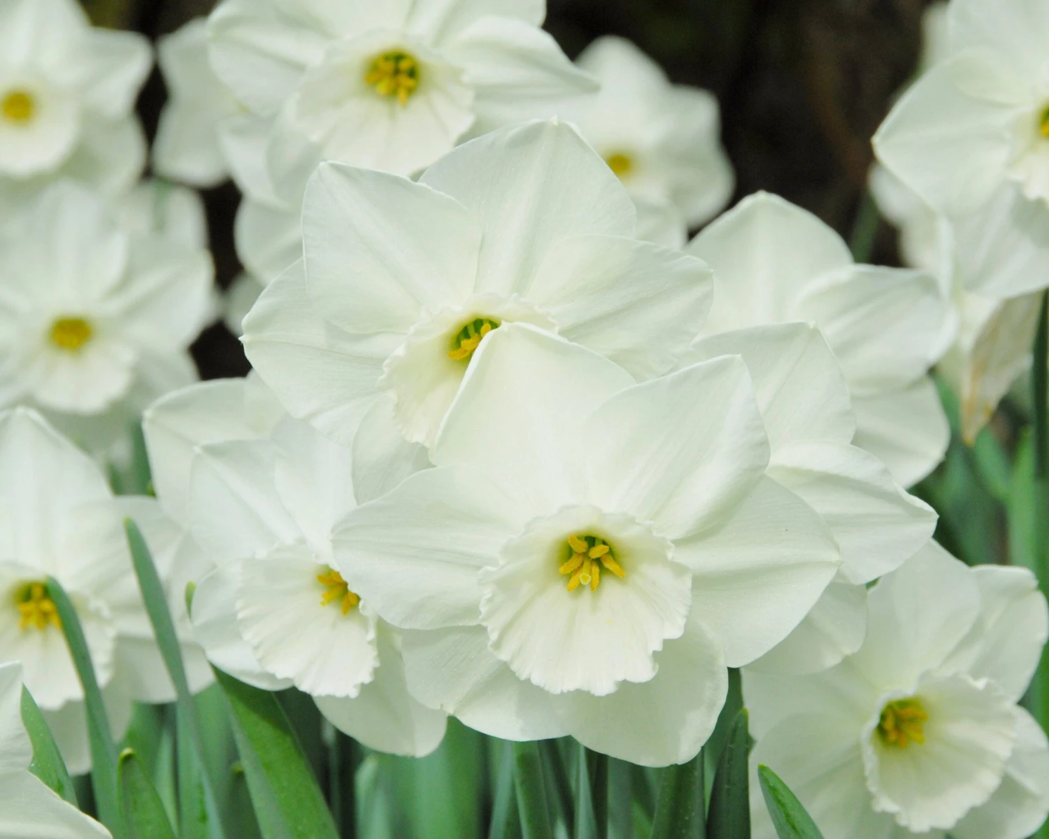 Narcissus 'Stainless' 4 Narcissus 'Stainless' - Image 2