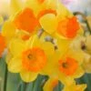 Narcissus 'Sunlover' 1 Narcissus 'Sunlover' -Beauty Flowers Shop narcissus sunlover 1