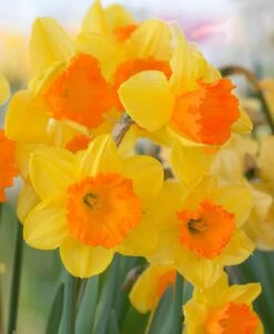 Narcissus 'Sunlover'