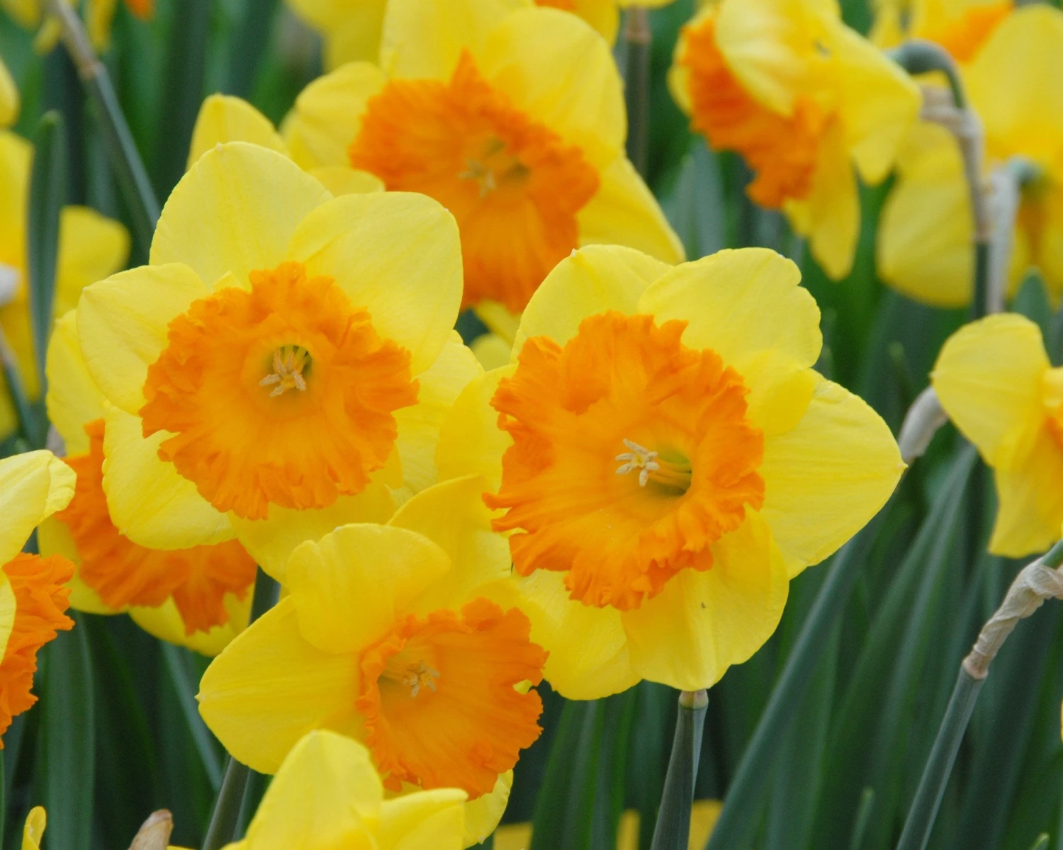 Narcissus 'Sunlover' 4 Narcissus 'Sunlover' - Image 2