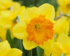 Narcissus 'Sunlover' 7 Narcissus 'Sunlover' -Beauty Flowers Shop narcissus sunlover 3