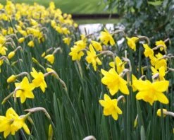 Narcissus 'Sweetness' 17 Narcissus 'Sweetness' -Beauty Flowers Shop narcissus sweetness 1