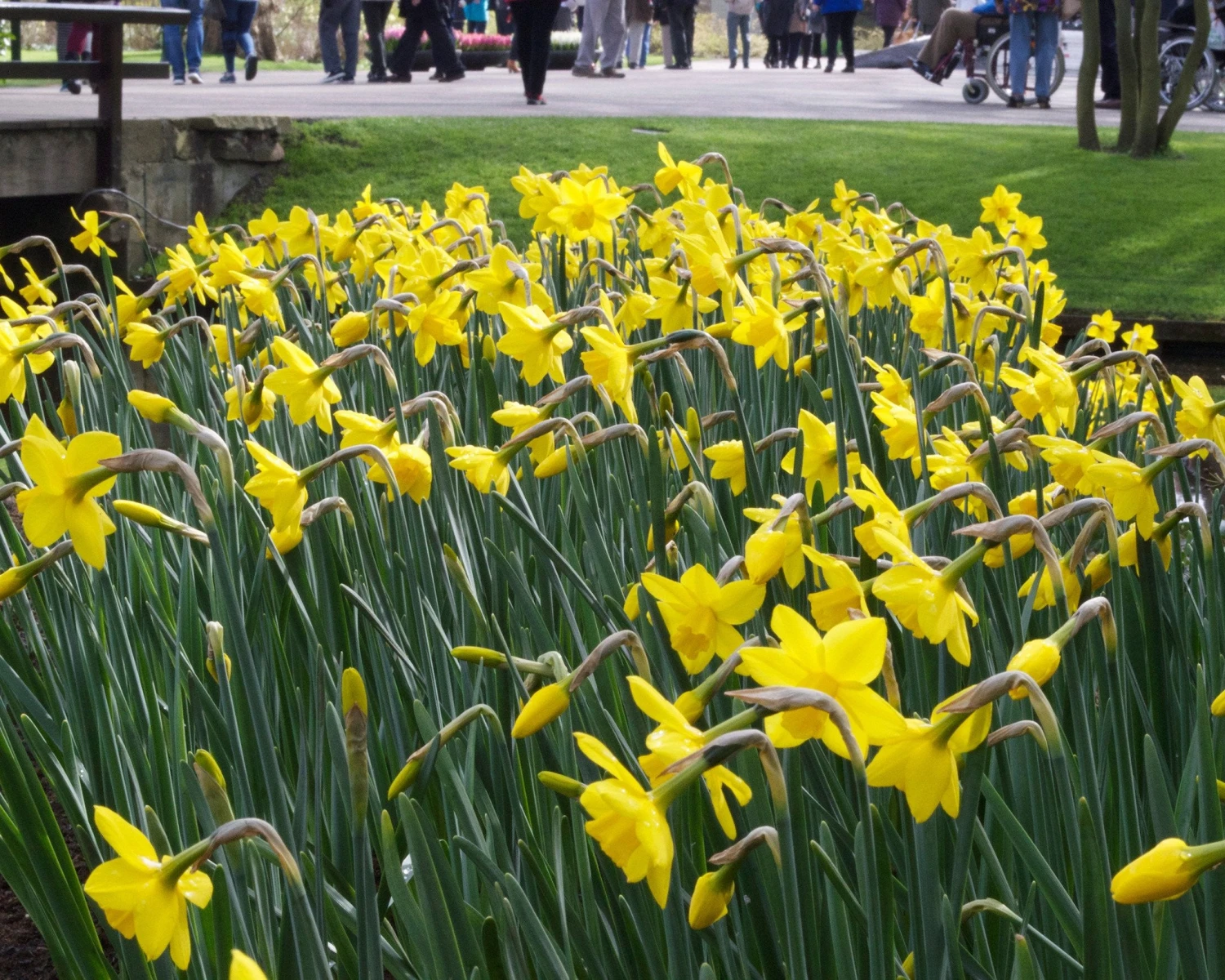 Narcissus 'Sweetness' 5 Narcissus 'Sweetness' - Image 3