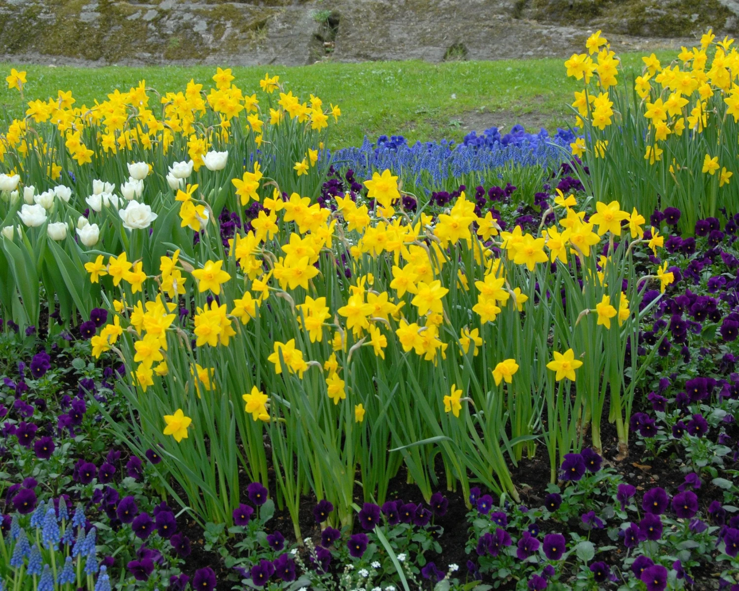 Narcissus 'Sweetness' 4 Narcissus 'Sweetness' - Image 2