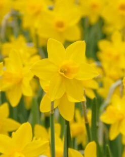 Narcissus 'Sweetness'