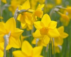 Narcissus 'Sweetness' 16 Narcissus 'Sweetness' -Beauty Flowers Shop narcissus sweetness 5
