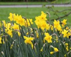 Narcissus 'Sweetness' 14 Narcissus 'Sweetness' -Beauty Flowers Shop narcissus sweetness 7