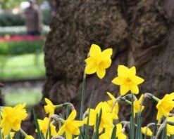 Narcissus 'Sweetness' 19 Narcissus 'Sweetness' -Beauty Flowers Shop narcissus sweetness 8