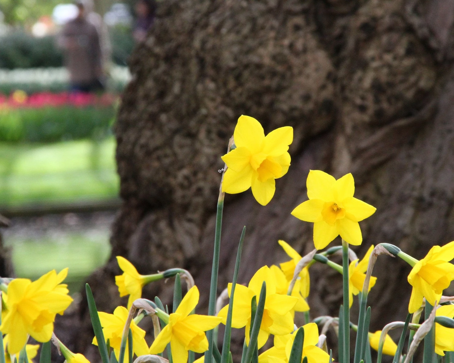 Narcissus 'Sweetness' 11 Narcissus 'Sweetness' - Image 9