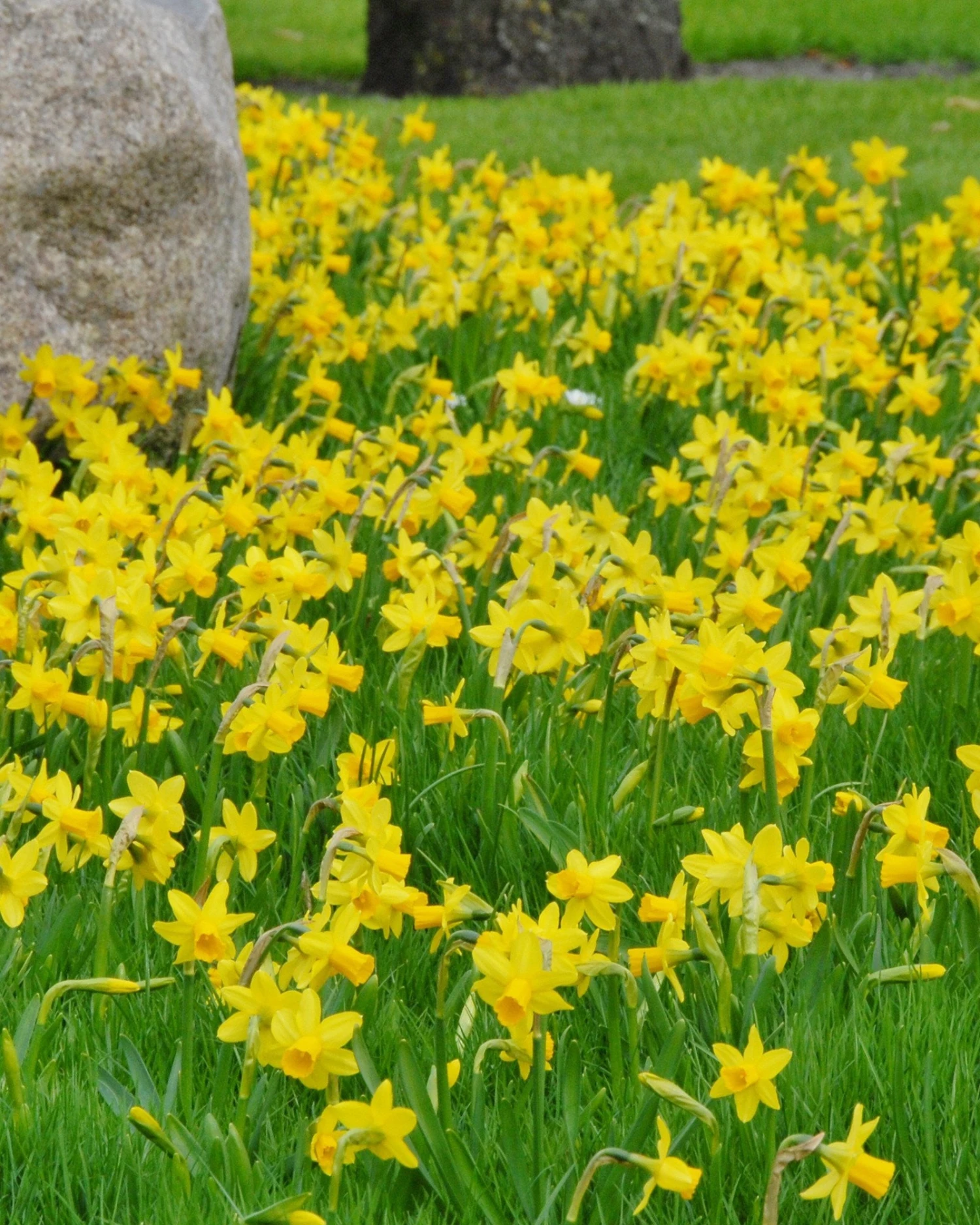 Narcissus 'Tête à Tête' 3 Narcissus 'Tête à Tête' - Image 2