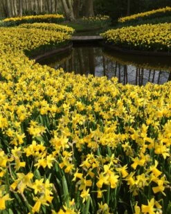 Narcissus 'Tête à Tête' 26 Narcissus 'Tête à Tête' -Beauty Flowers Shop narcissus tete a tete 10