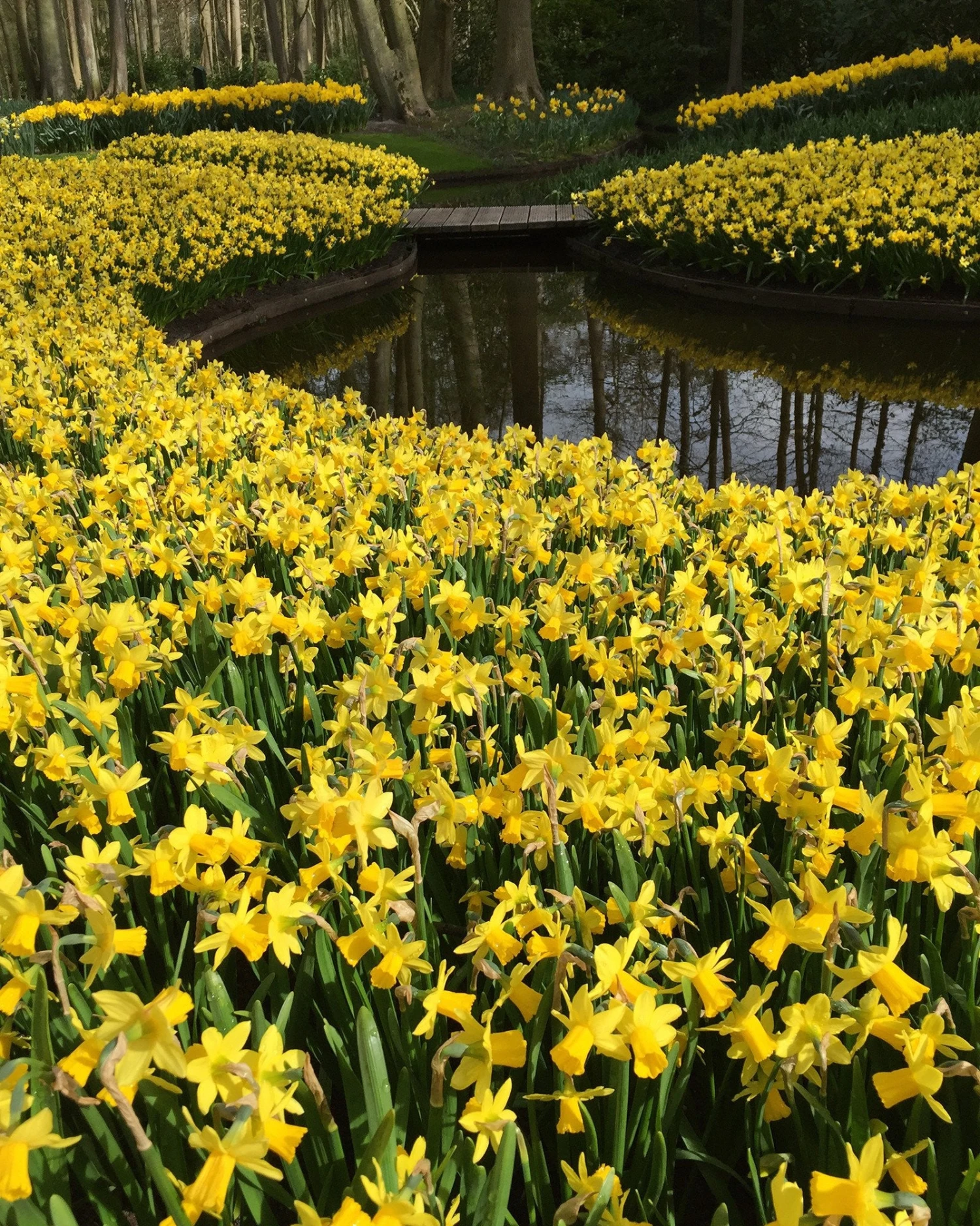 Narcissus 'Tête à Tête' 11 Narcissus 'Tête à Tête' - Image 10